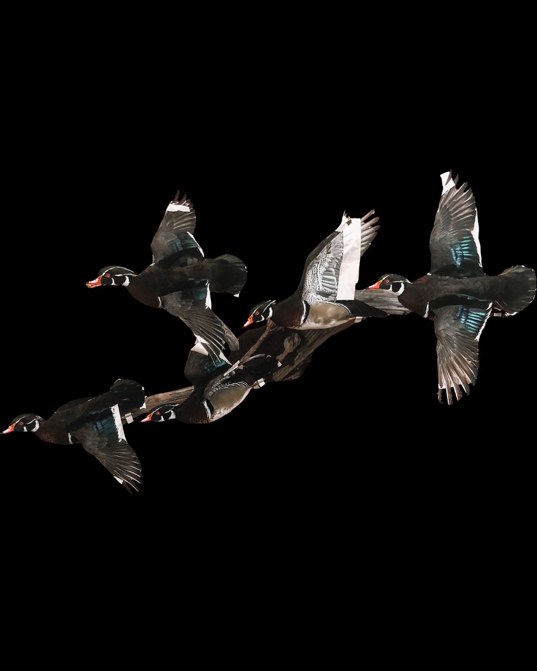 Five mallard ducks flying in formation against a black background.
