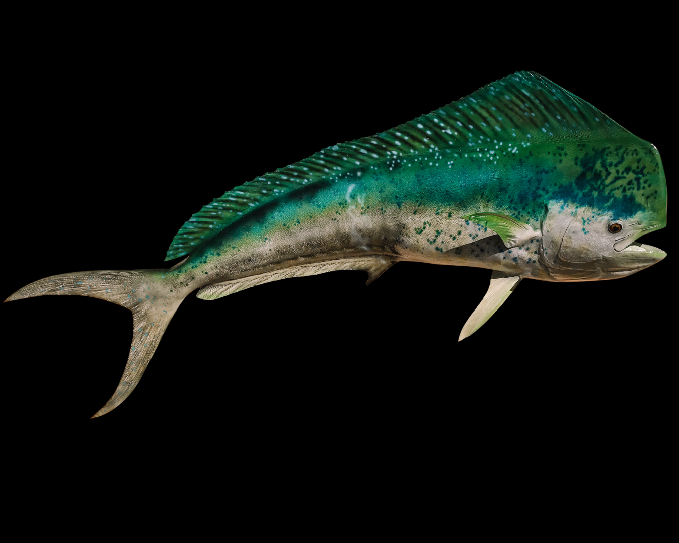 A colorful fish with a green and blue speckled back, a pale belly, and a pointed tail, set against a black background.