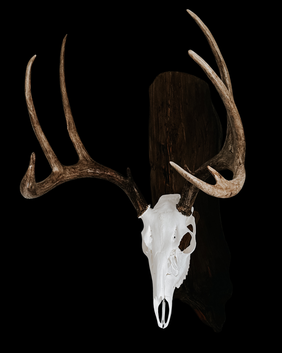 Deer skull with antlers mounted on a dark wooden plaque against a black background.