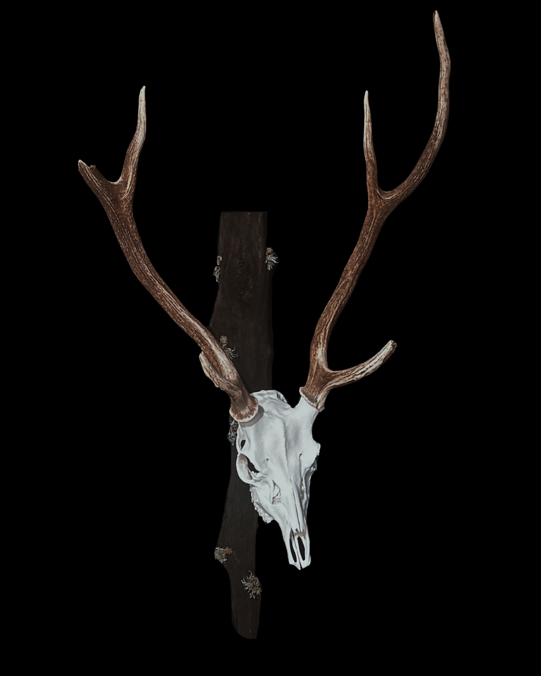 Mounting with large antlers over a skull, dark background.