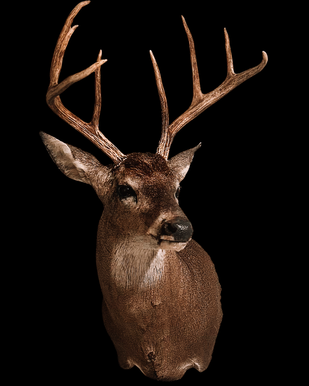 Mounted deer head with antlers against a black background.