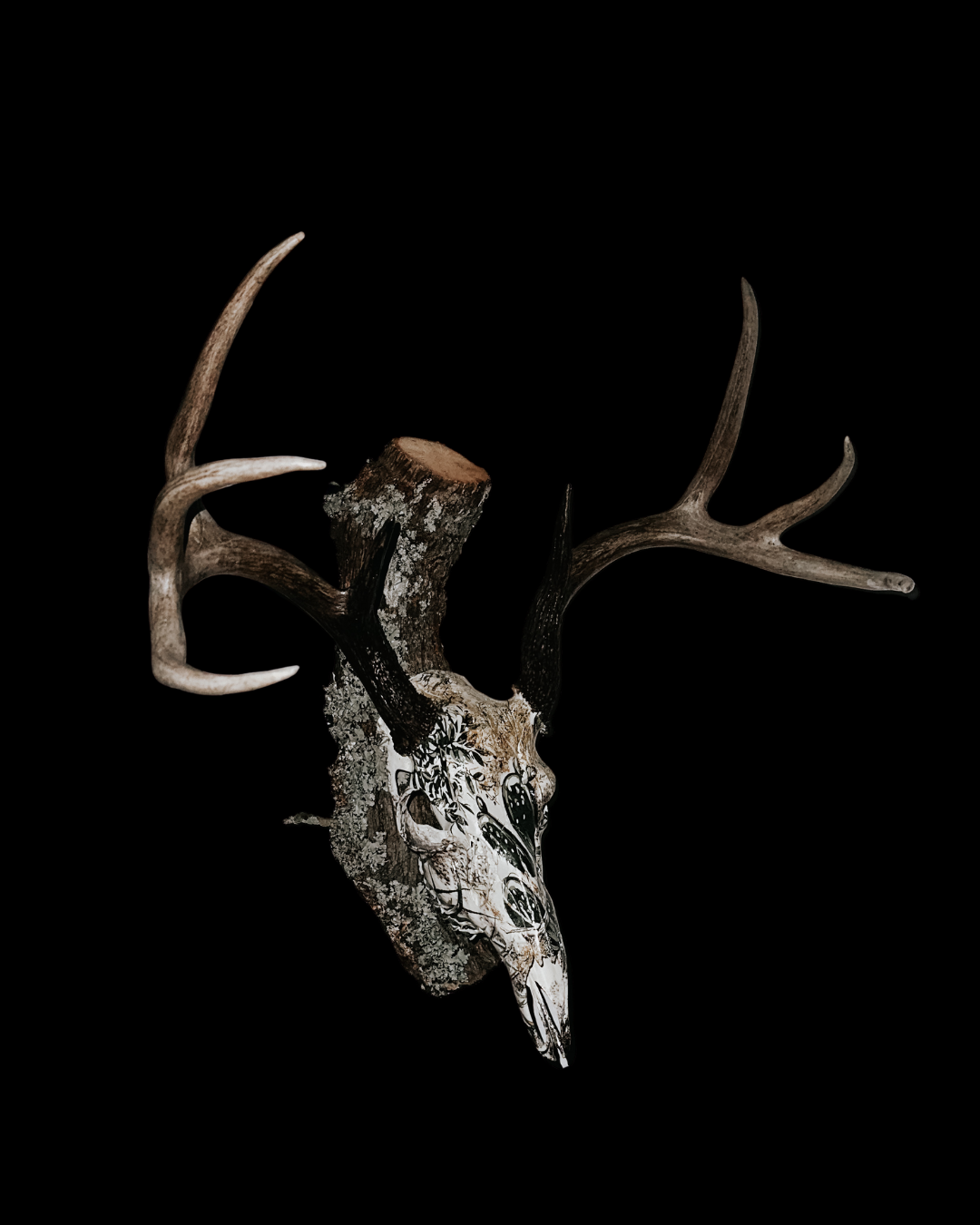 Deer skull with antlers mounted on a black background, decorated with black floral patterns.