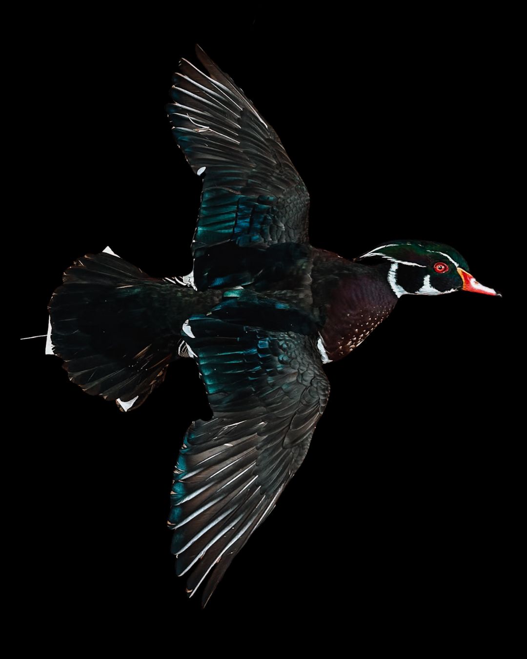 Colorful duck in flight with black background