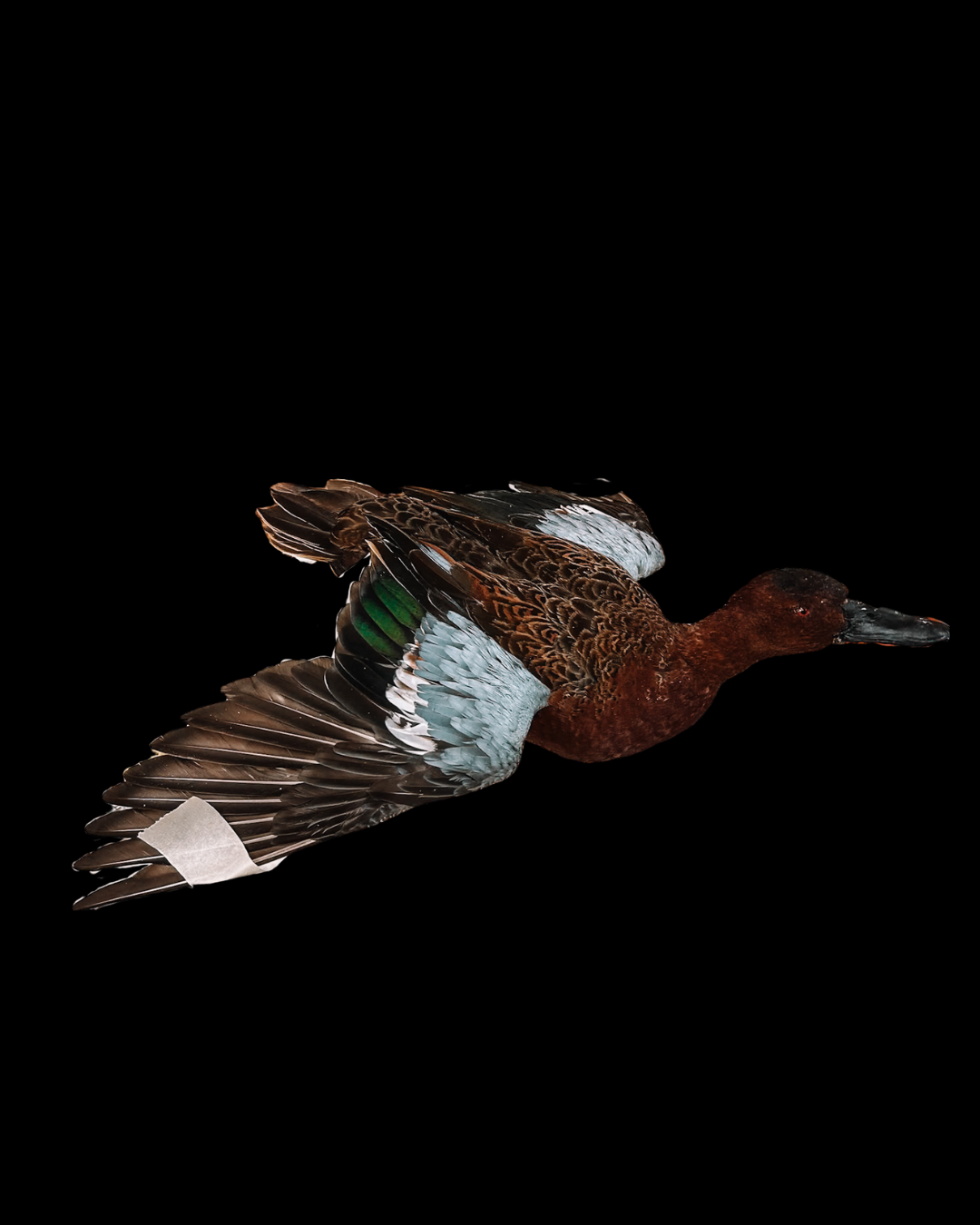 Dead mallard duck on black background
