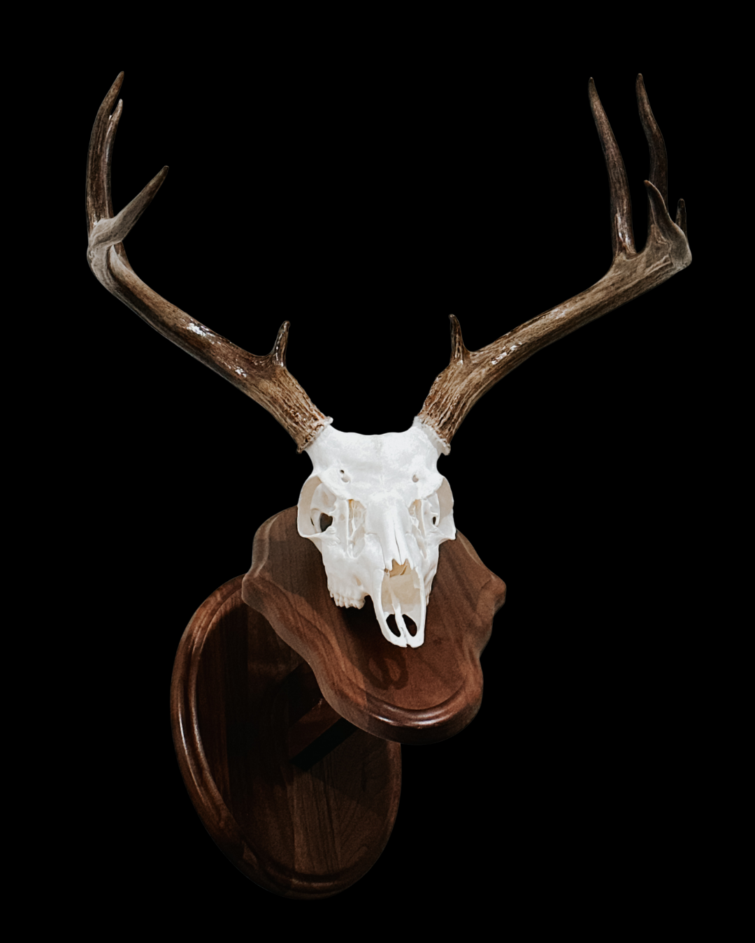 Mounted deer skull with antlers on a wooden plaque against a black background.