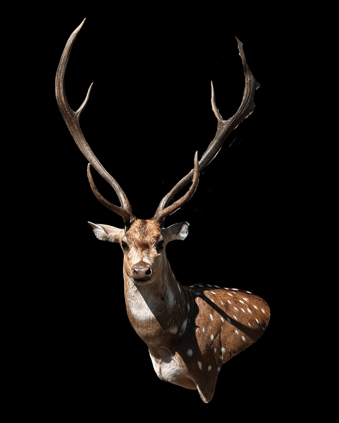 Deer head with large antlers against a black background.