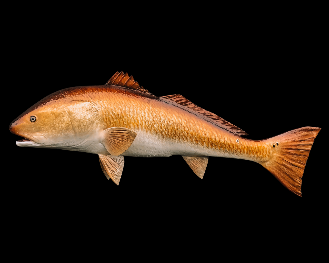 A realistic model of a fish with orange and white coloring against a black background.