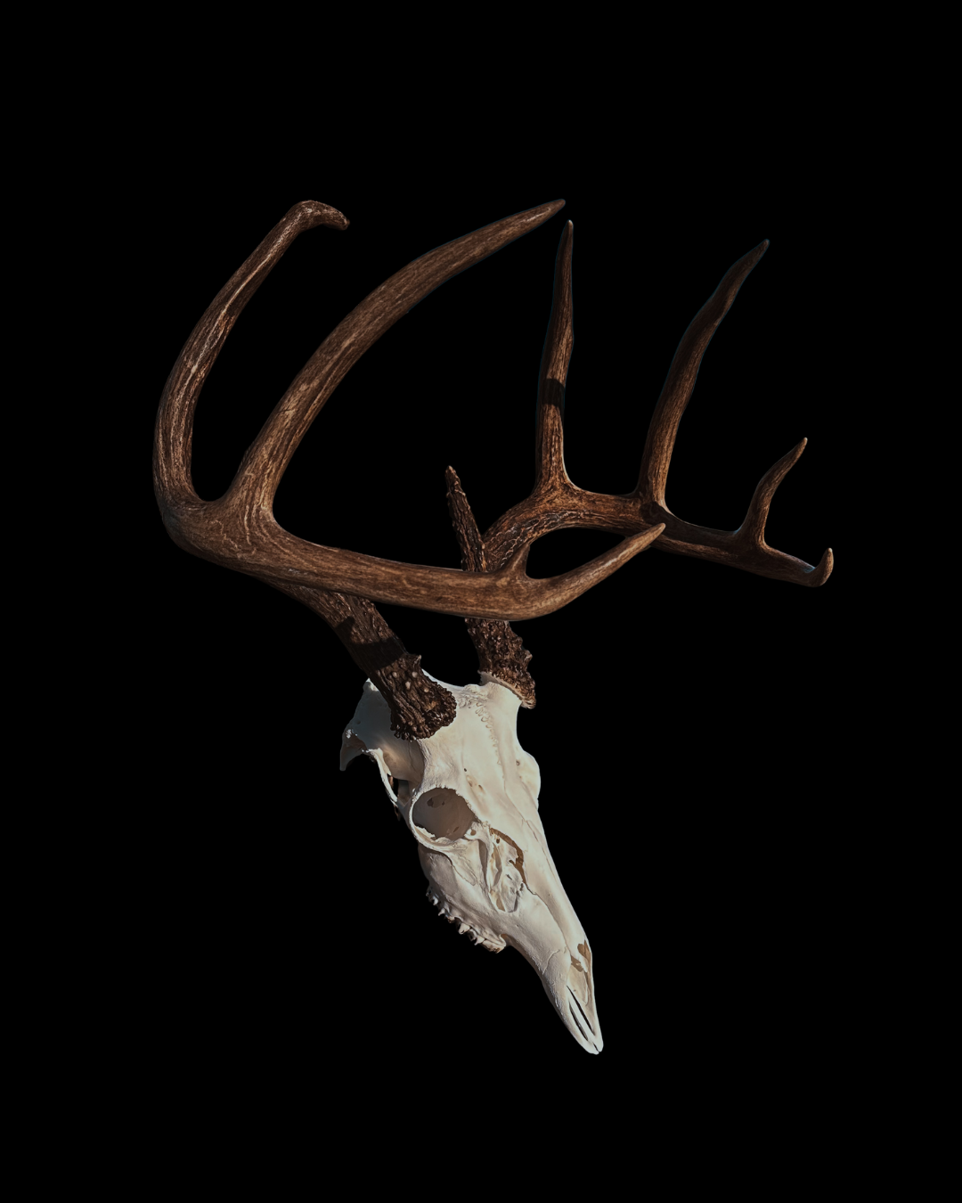 Deer skull with large antlers against a black background.