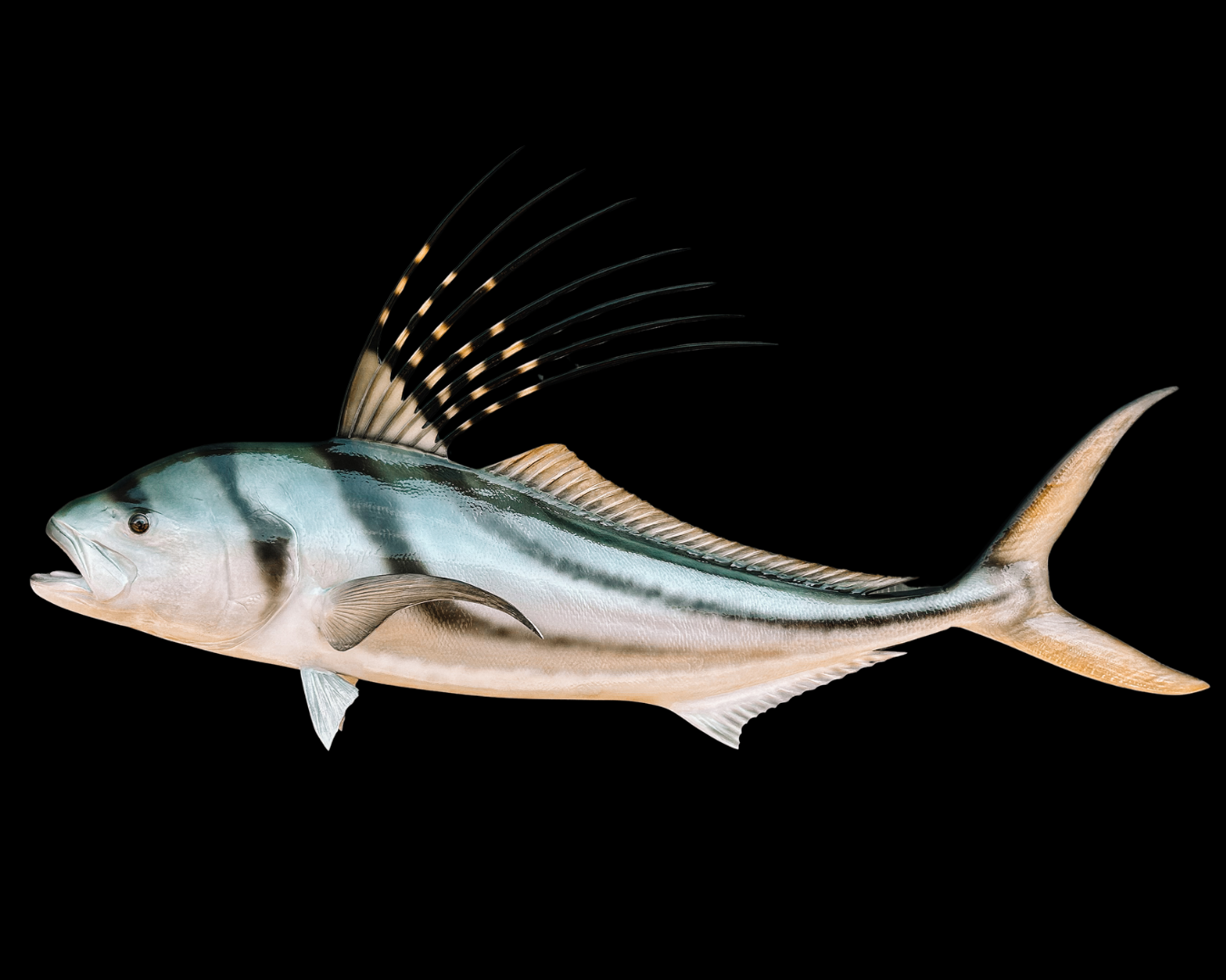 A detailed fish with a elongated body, fins, and a dorsal fin with long spines, against a black background.