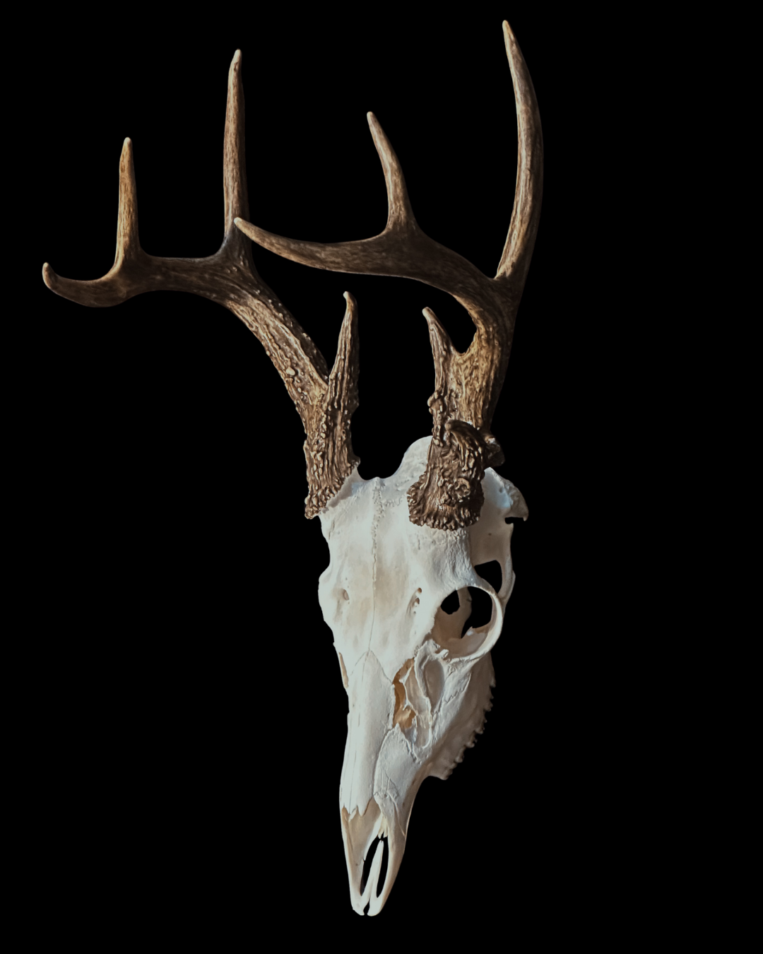 Deer skull with antlers against a black background.