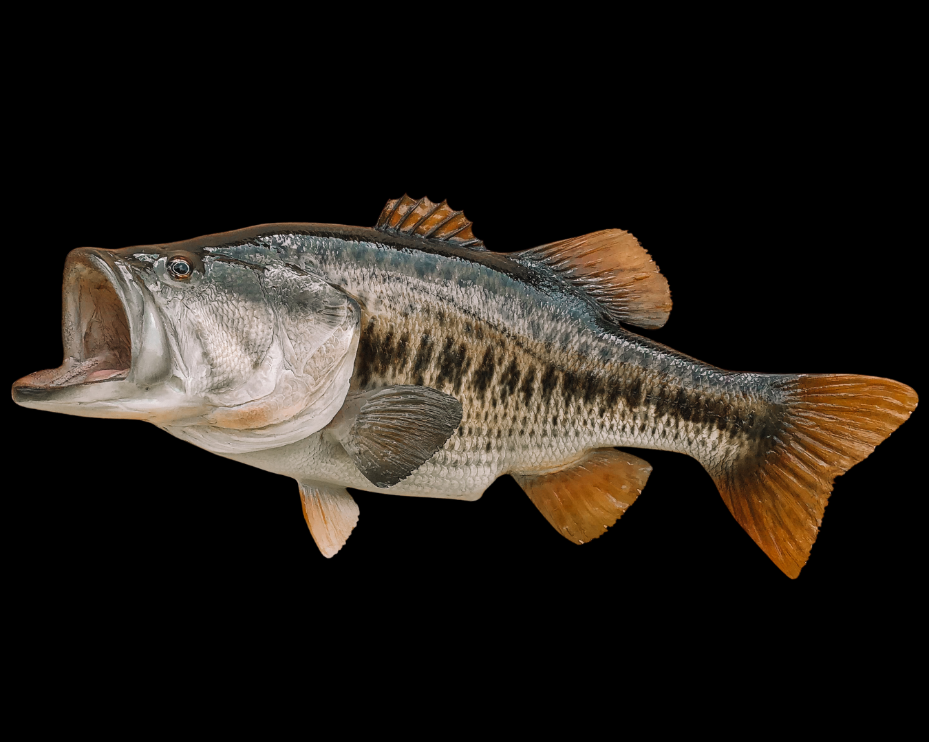 A largemouth bass fish with an open mouth, featuring green, black, and white scales and orange fins, against a black background.
