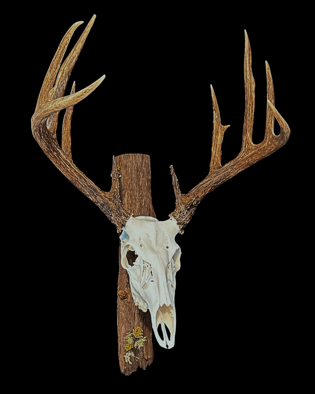 Deer skull with antlers mounted on a wooden plaque against a black background.