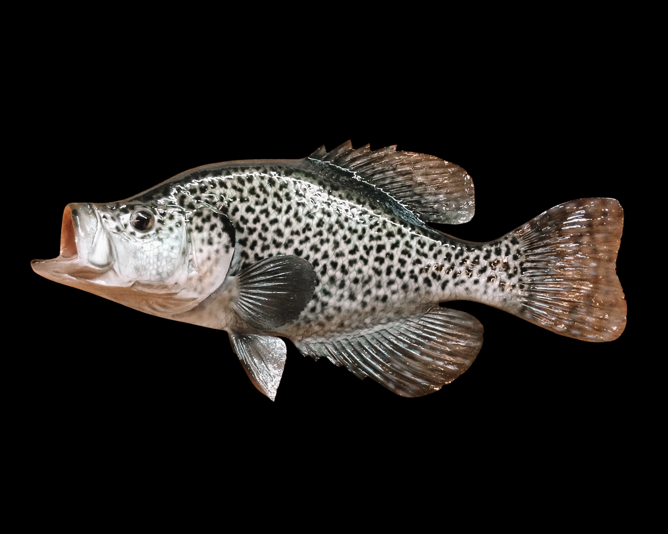 A fish with black spots and a light-colored body, displaying fins and an open mouth, against a black background.