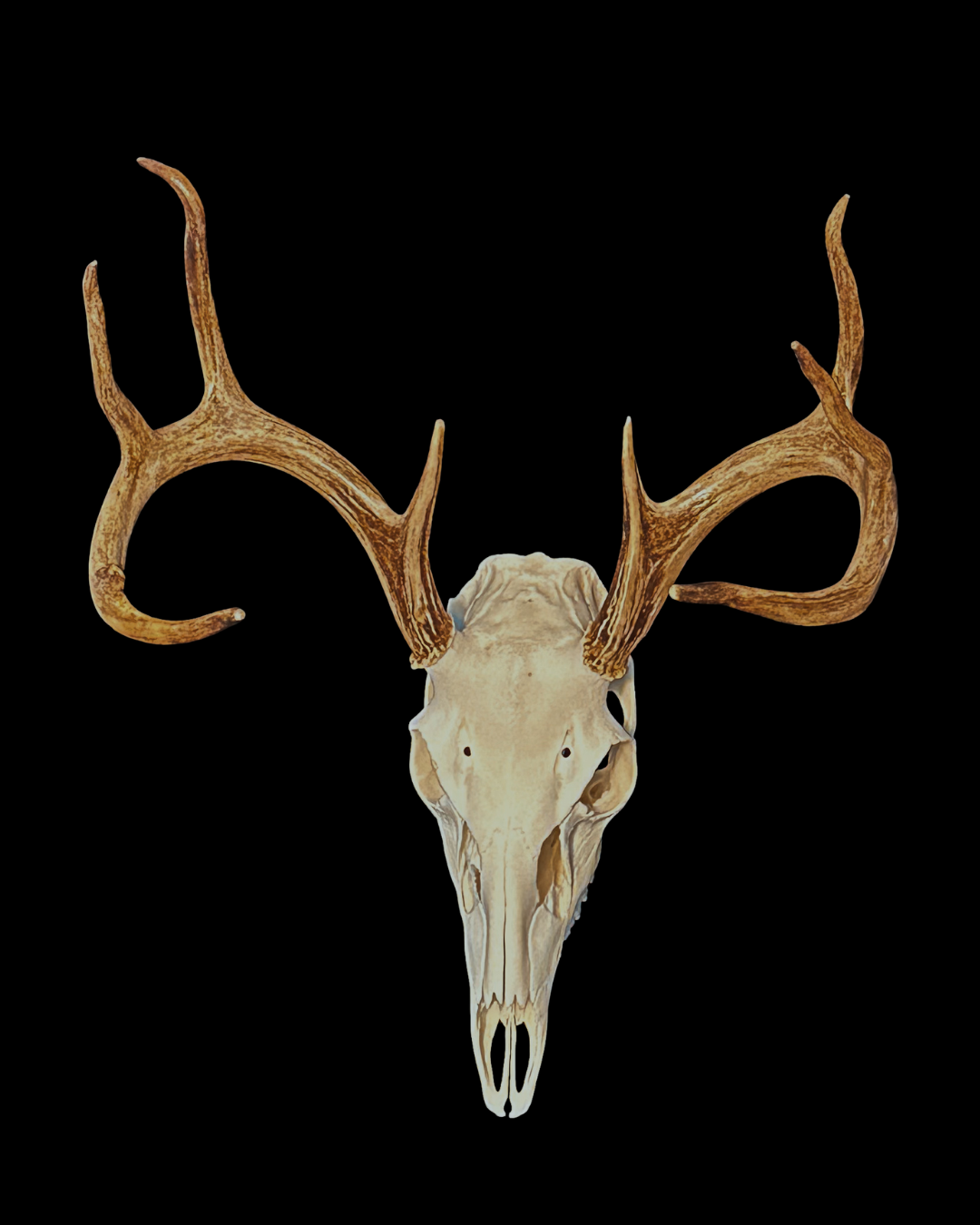 Deer skull with antlers against a black background.