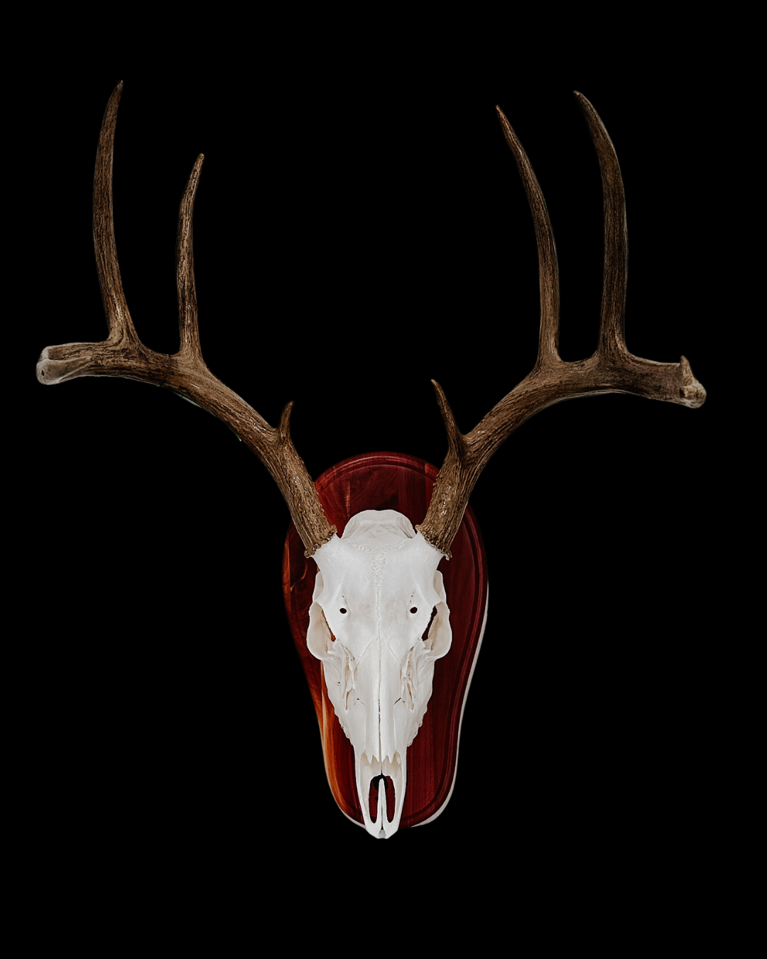 Mounted deer skull with antlers on a wooden plaque against a black background.