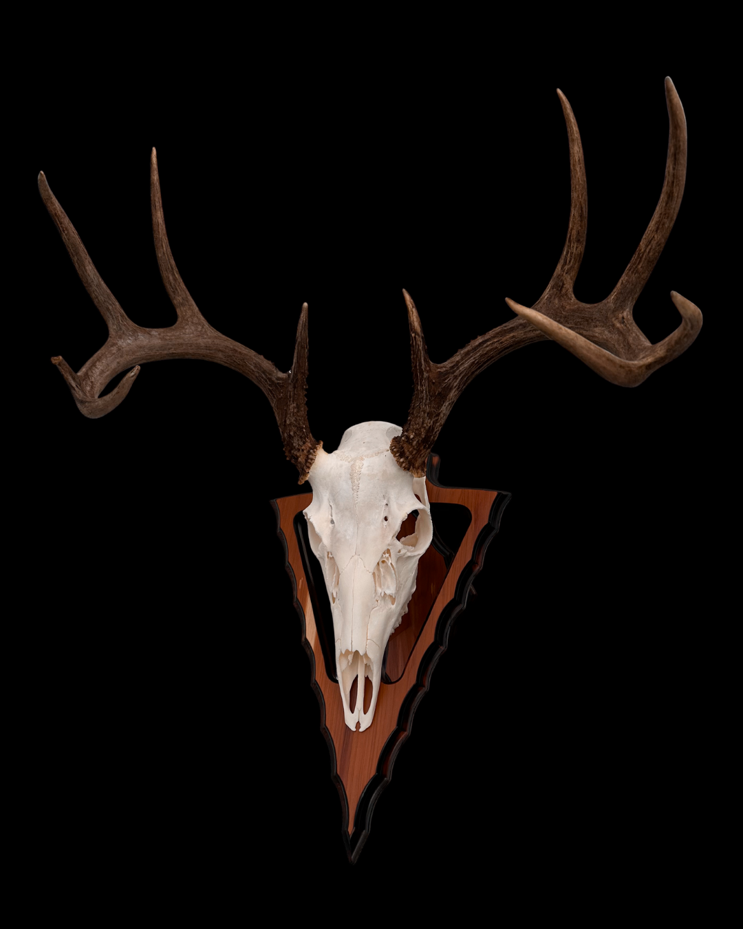 Mounted deer skull with antlers on a wooden plaque against a black background.