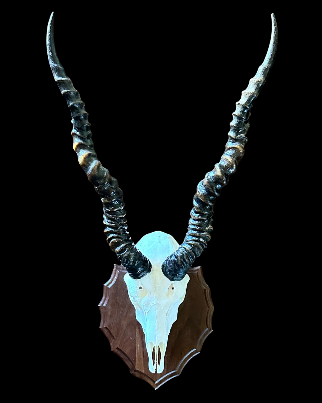 Mounted antelope skull with large curved horns on wooden plaque.