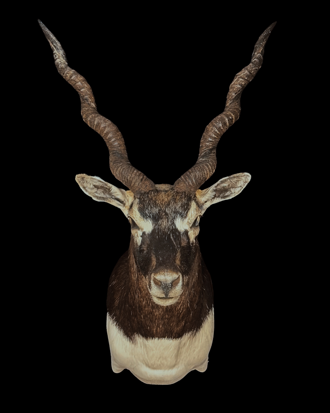 Taxidermy mount of an antelope head with large, spiraled horns on a black background.