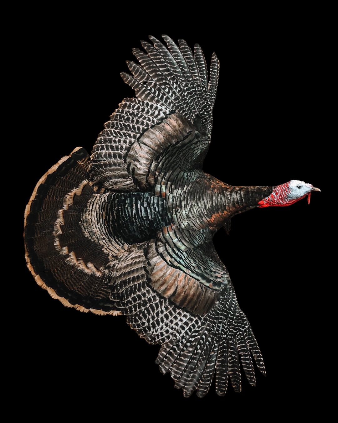 Wild turkey with spread wings and a red head against a black background.