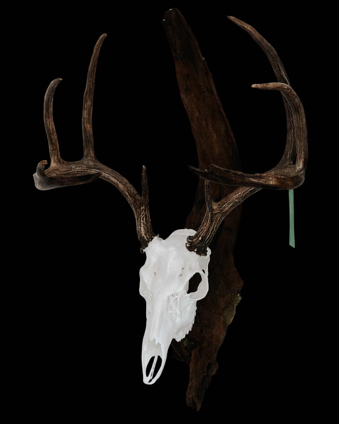 Animal skull with large antlers mounted on a dark background.