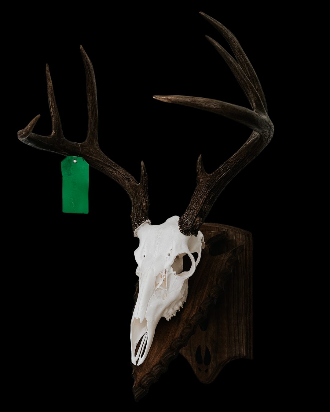 Deer skull mounted on a wooden plaque with antlers, against a black background, with a green tag attached to one antler.