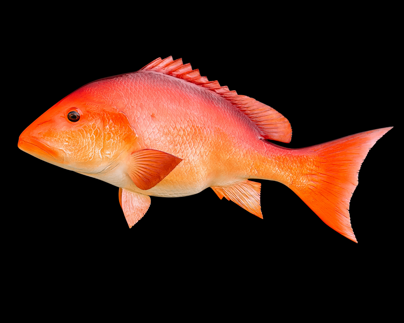 A brightly colored orange and pink fish with a dark background.