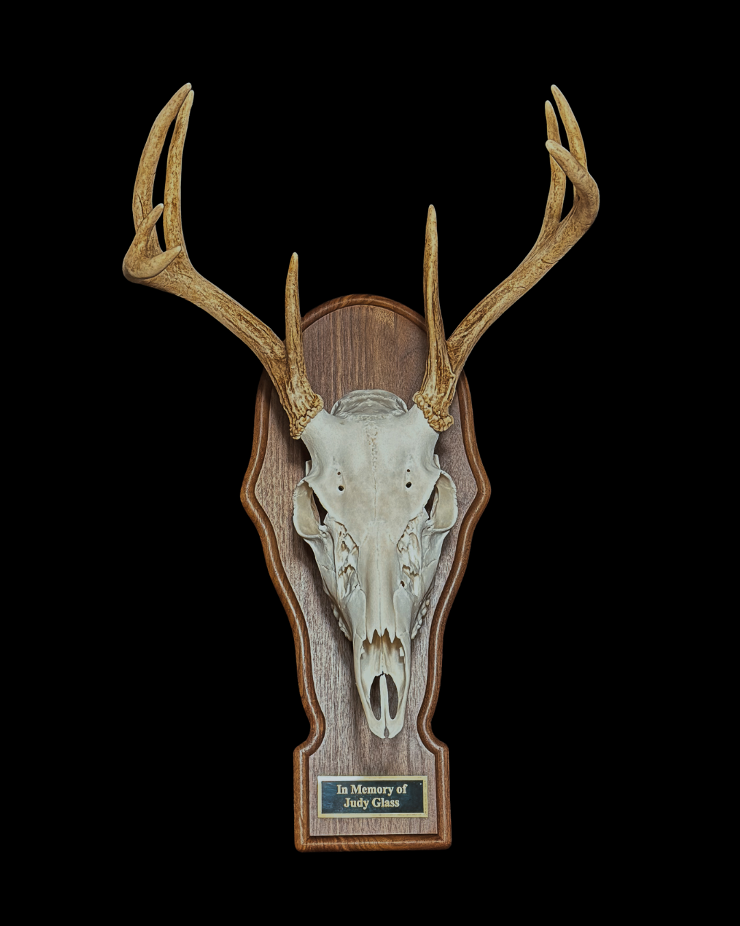Mounted deer skull with antlers on a wooden plaque, labeled in memory of Judy Glass.