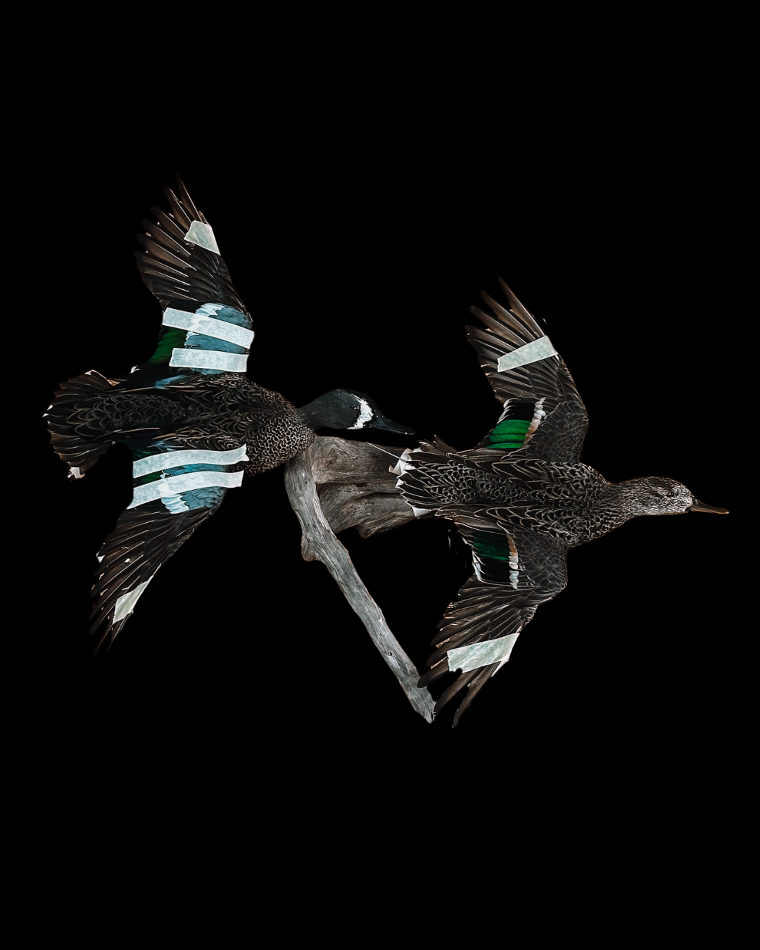Two mallard ducks with taped wings perched on a branch against a black background.