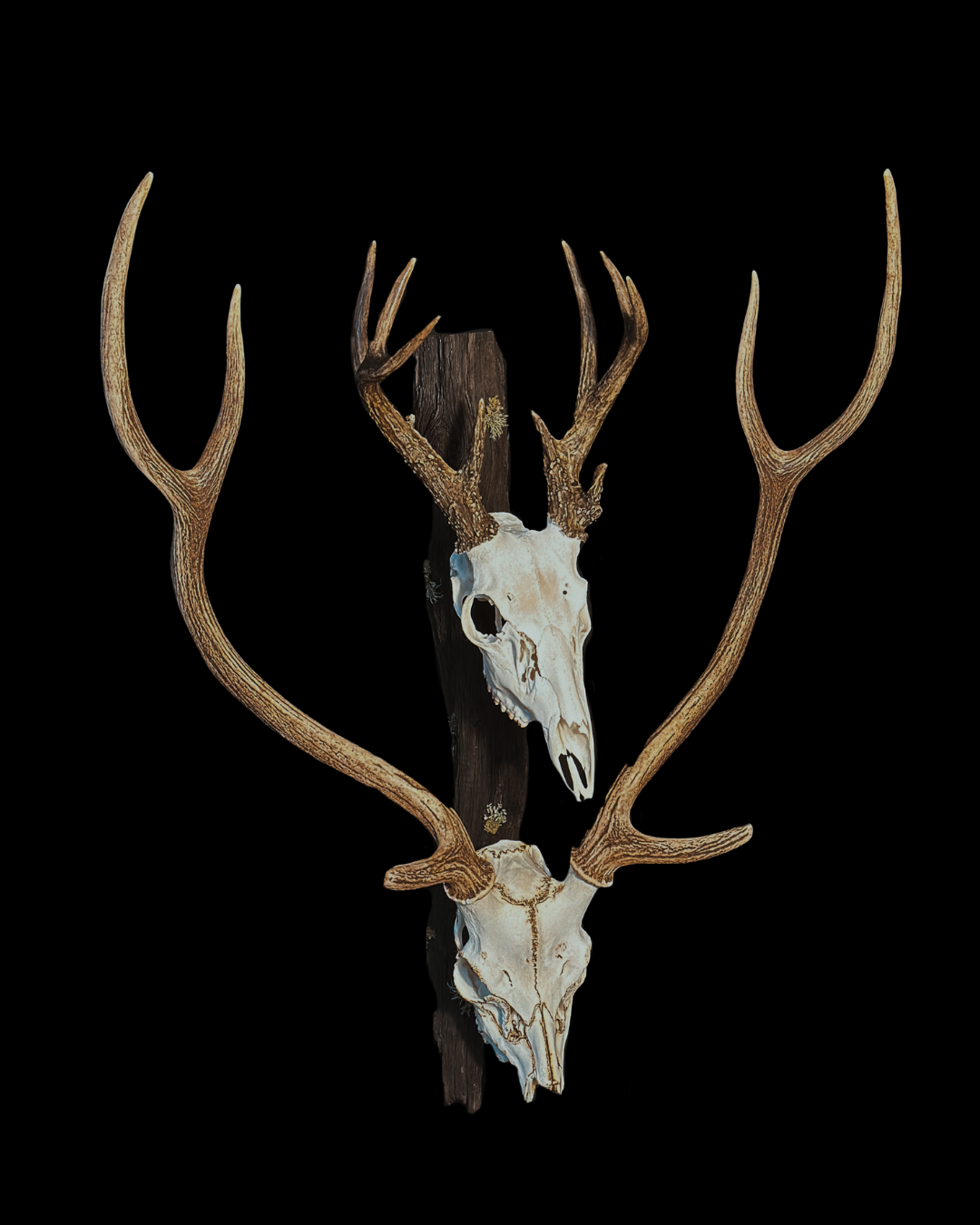 Deer skull with large antlers mounted on a dark wall.