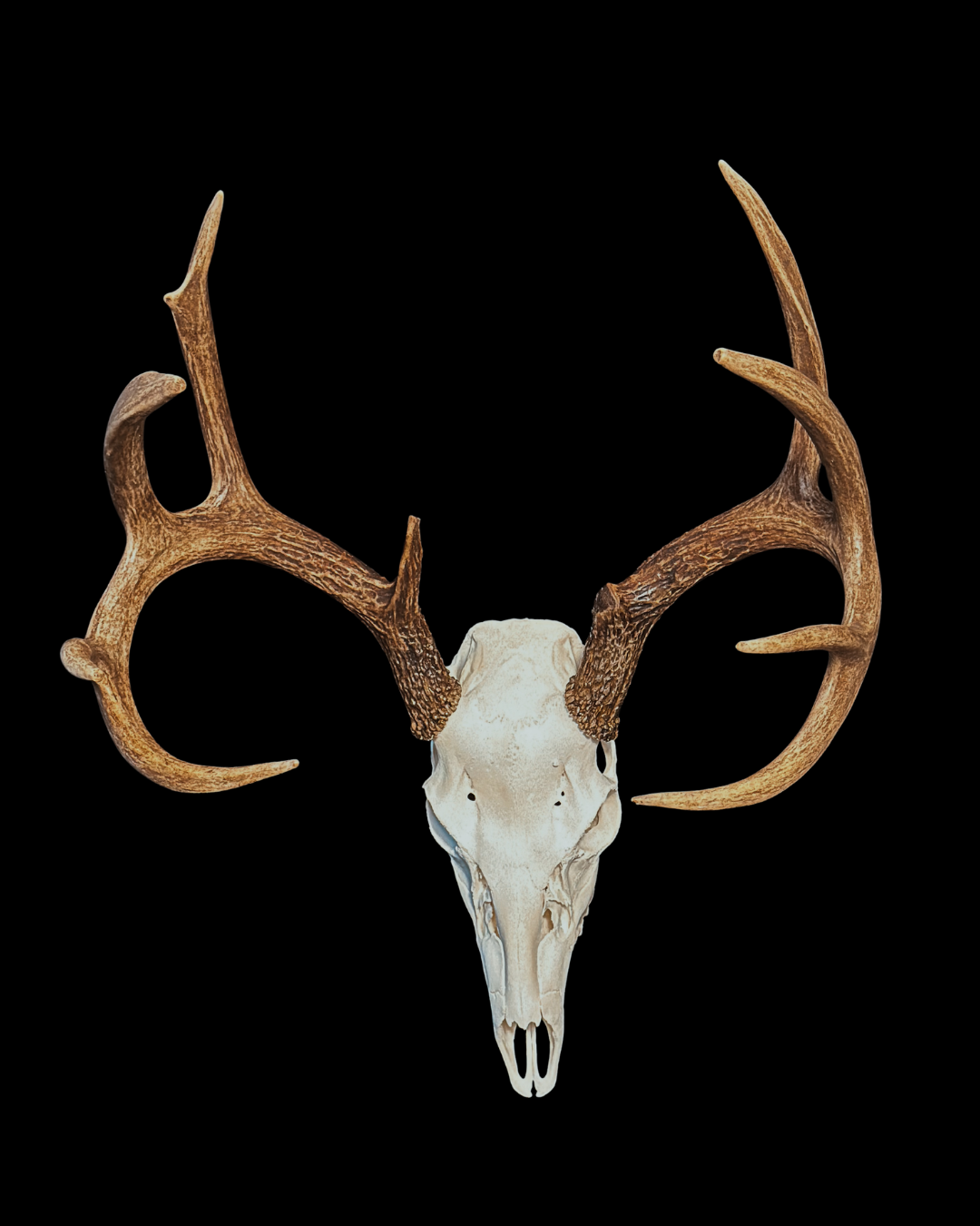 Mounted animal skull with antlers on a black background.