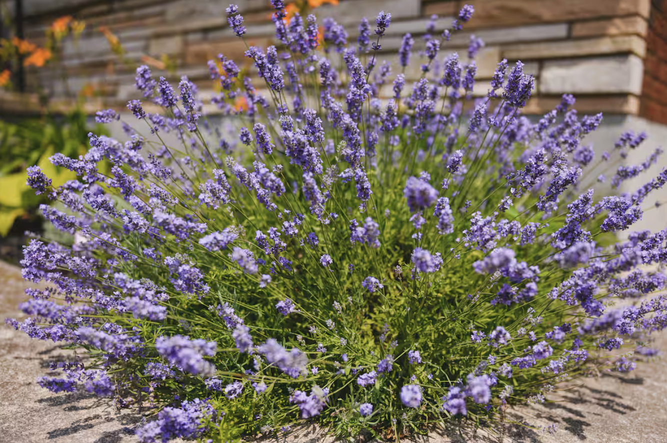 Screenshot 2025-12-30 at 11.17.07 AM.png