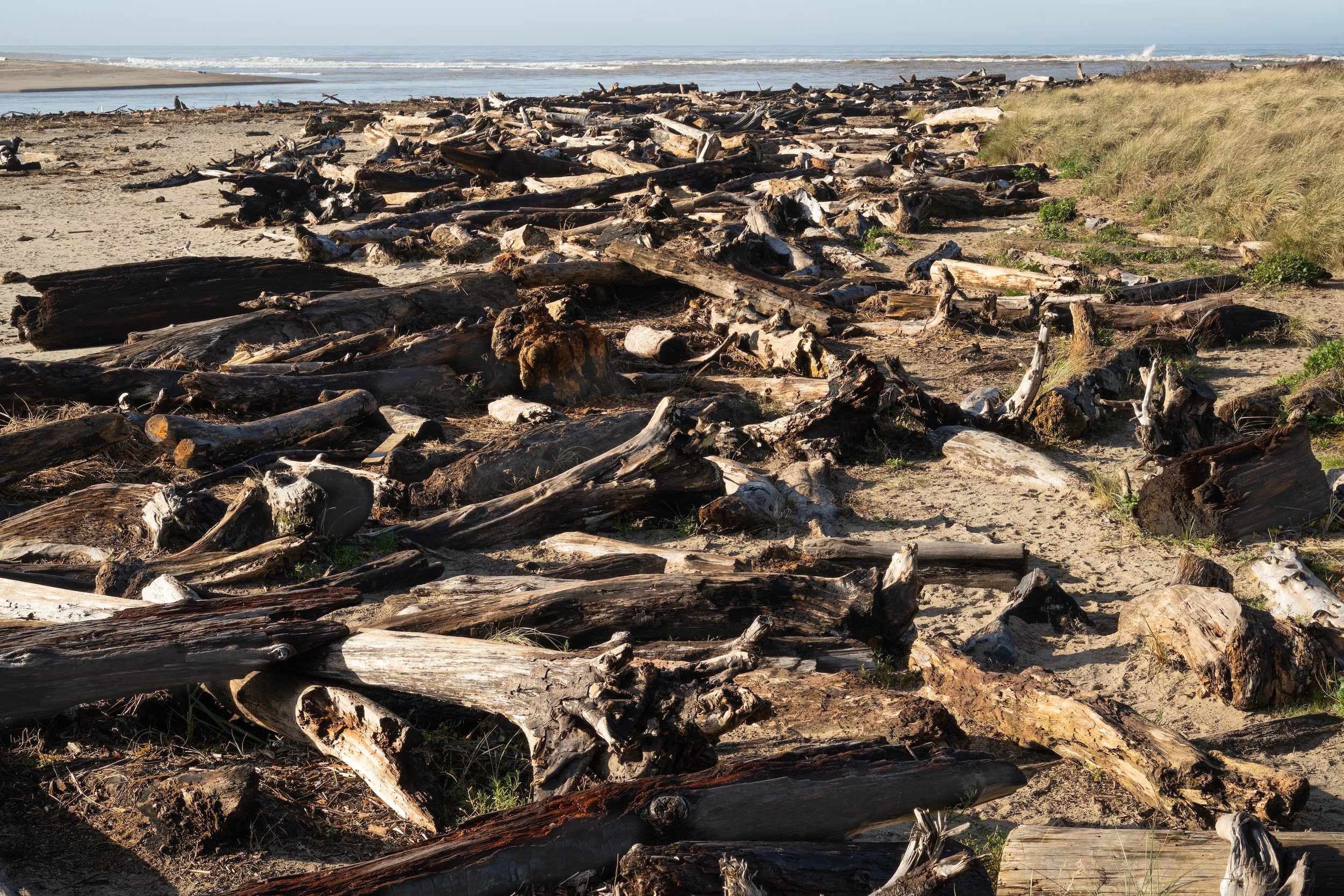 Boneyard.  Siletz Bay, Lincoln Oregon US