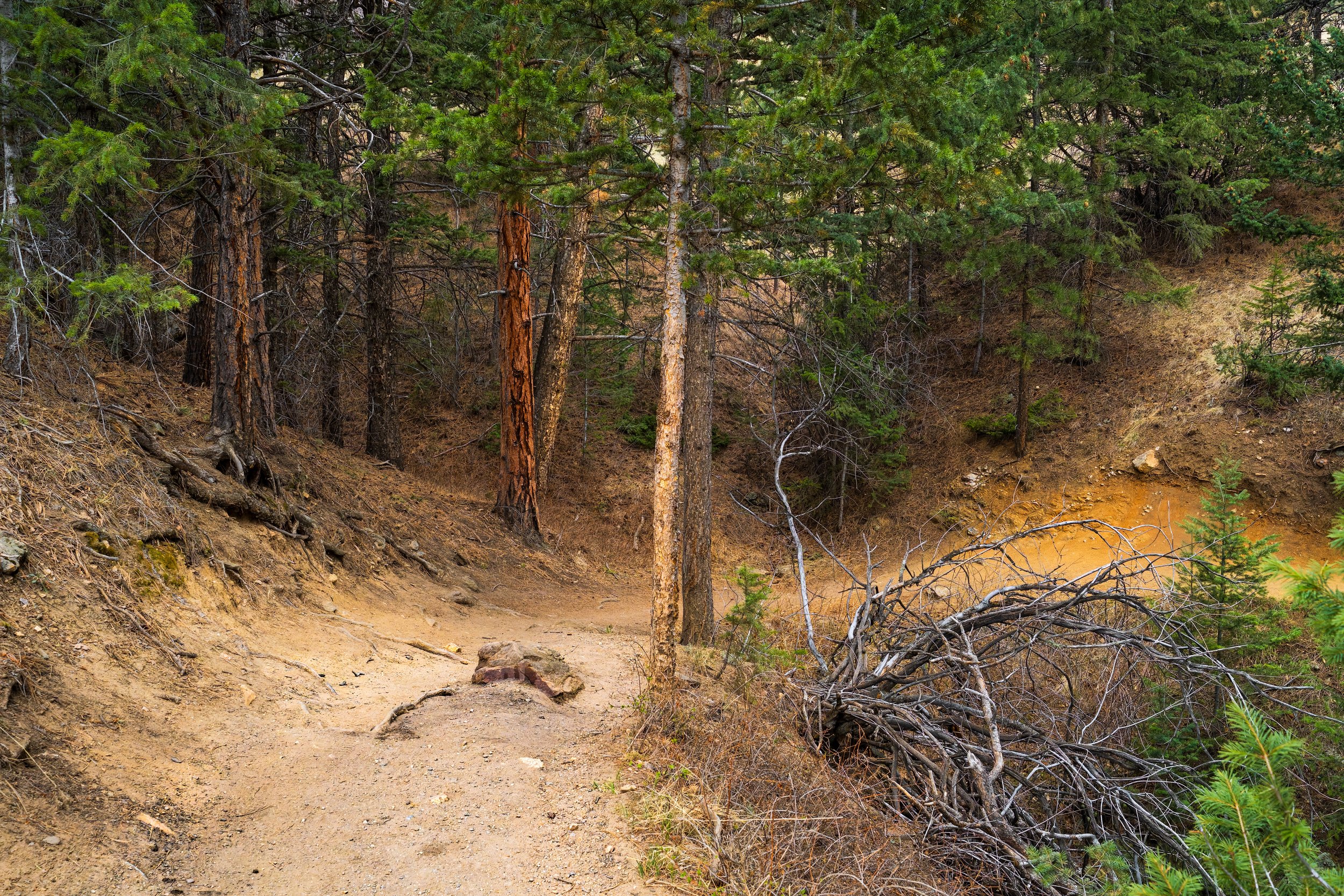 The Path Back.   Rocky Mountains, Colorado US
