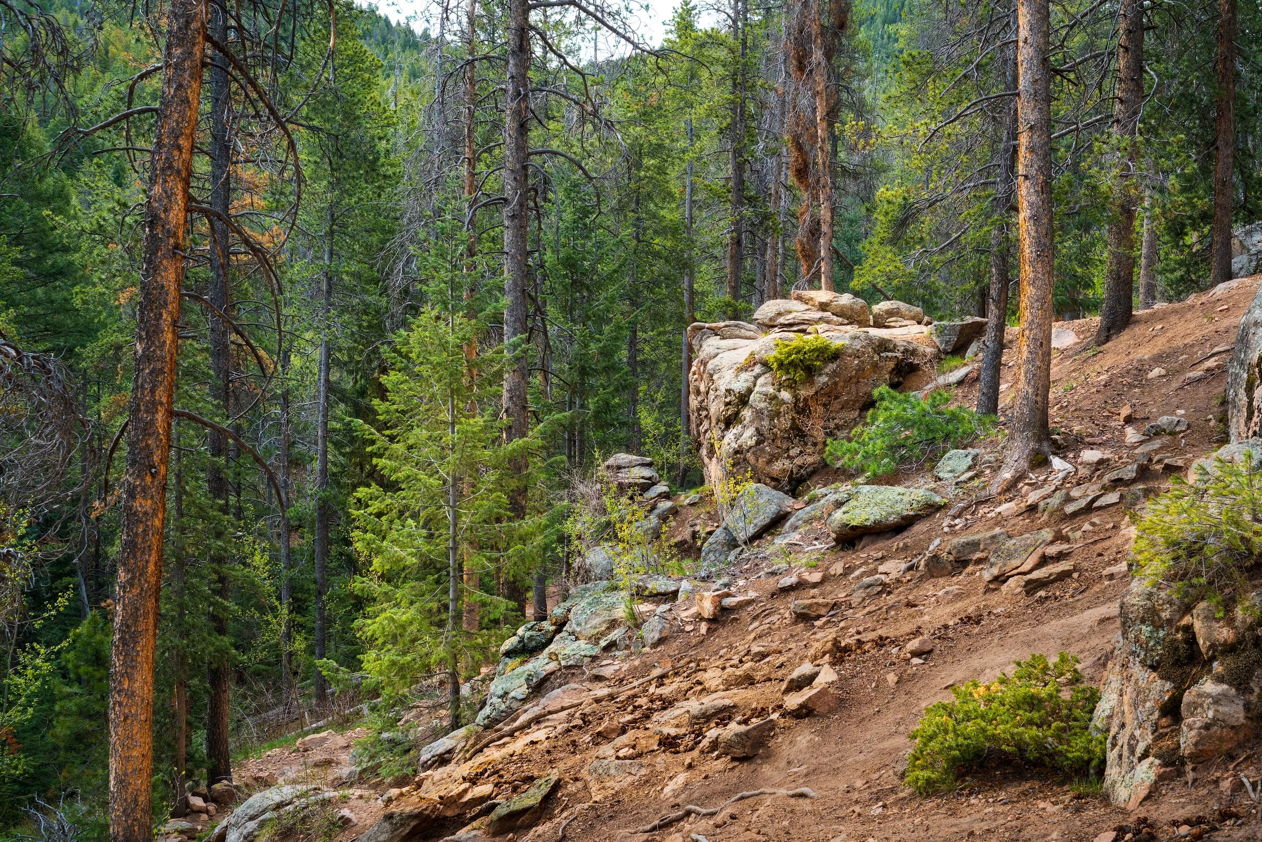 The Lookout.    Rocky Mountains, Colorado US