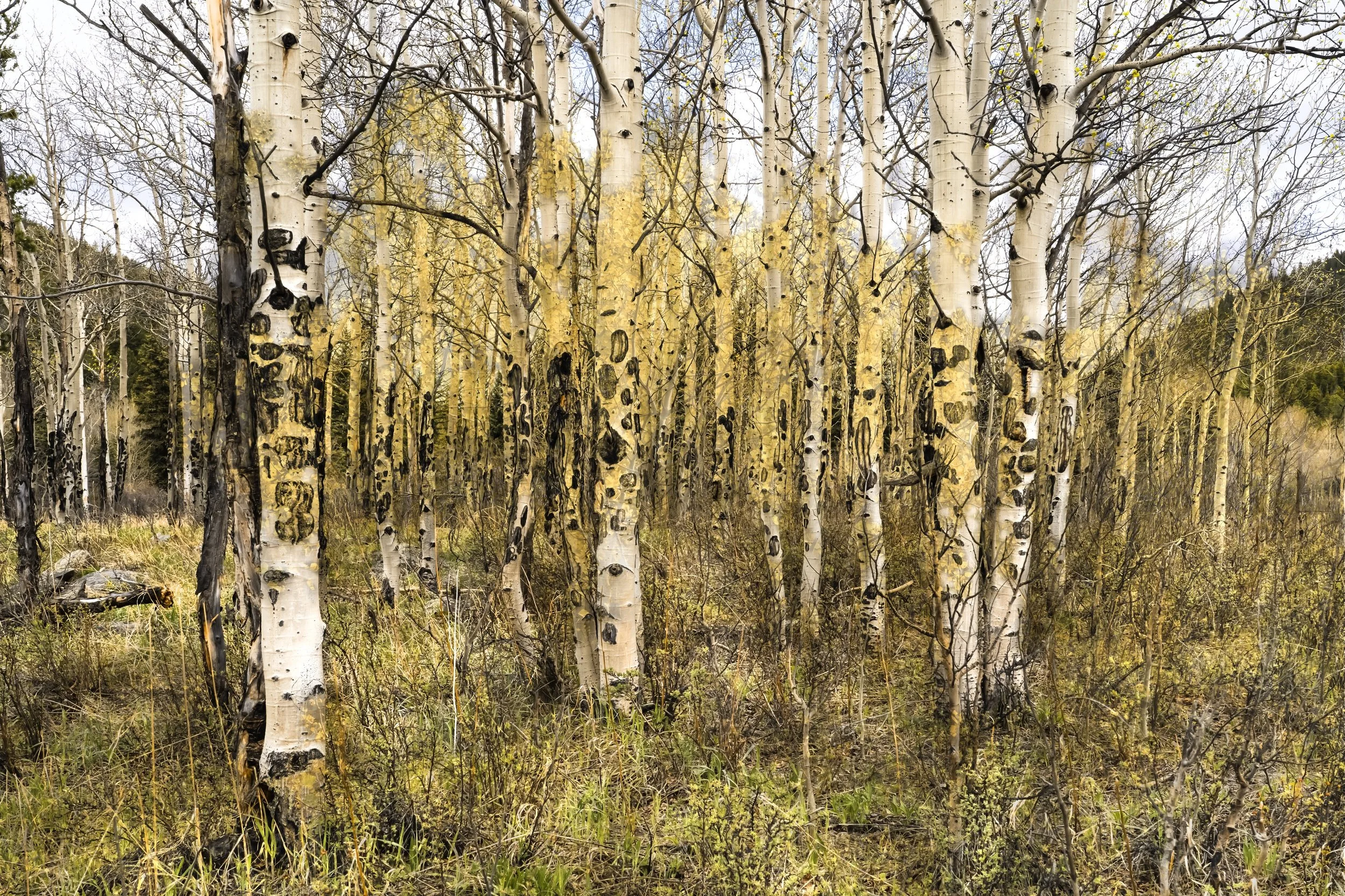 Autumn's Aspen Fire.    Rocky Mountains, Colorado US