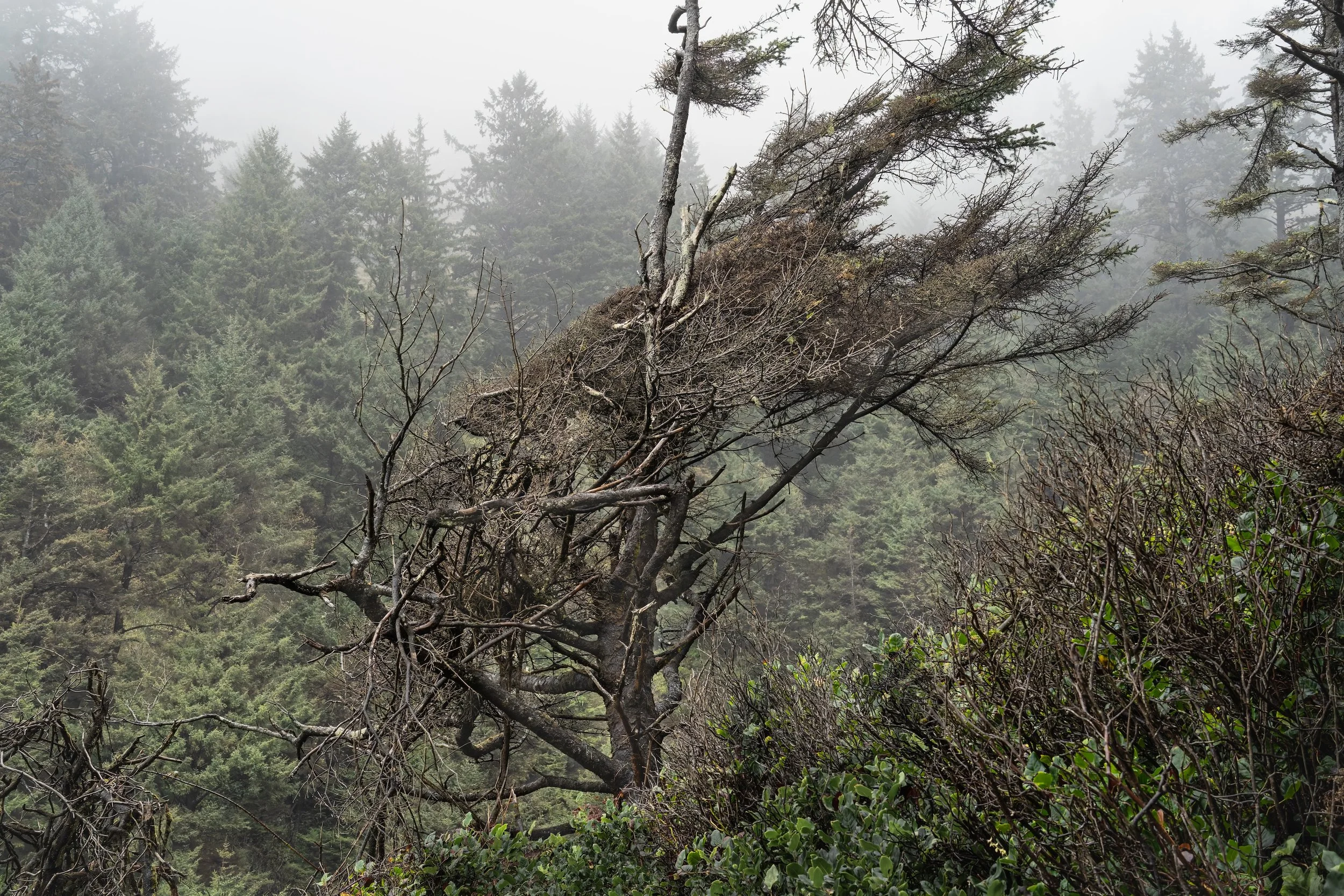 Evidence (Wind).  Central Coast, Oregon US