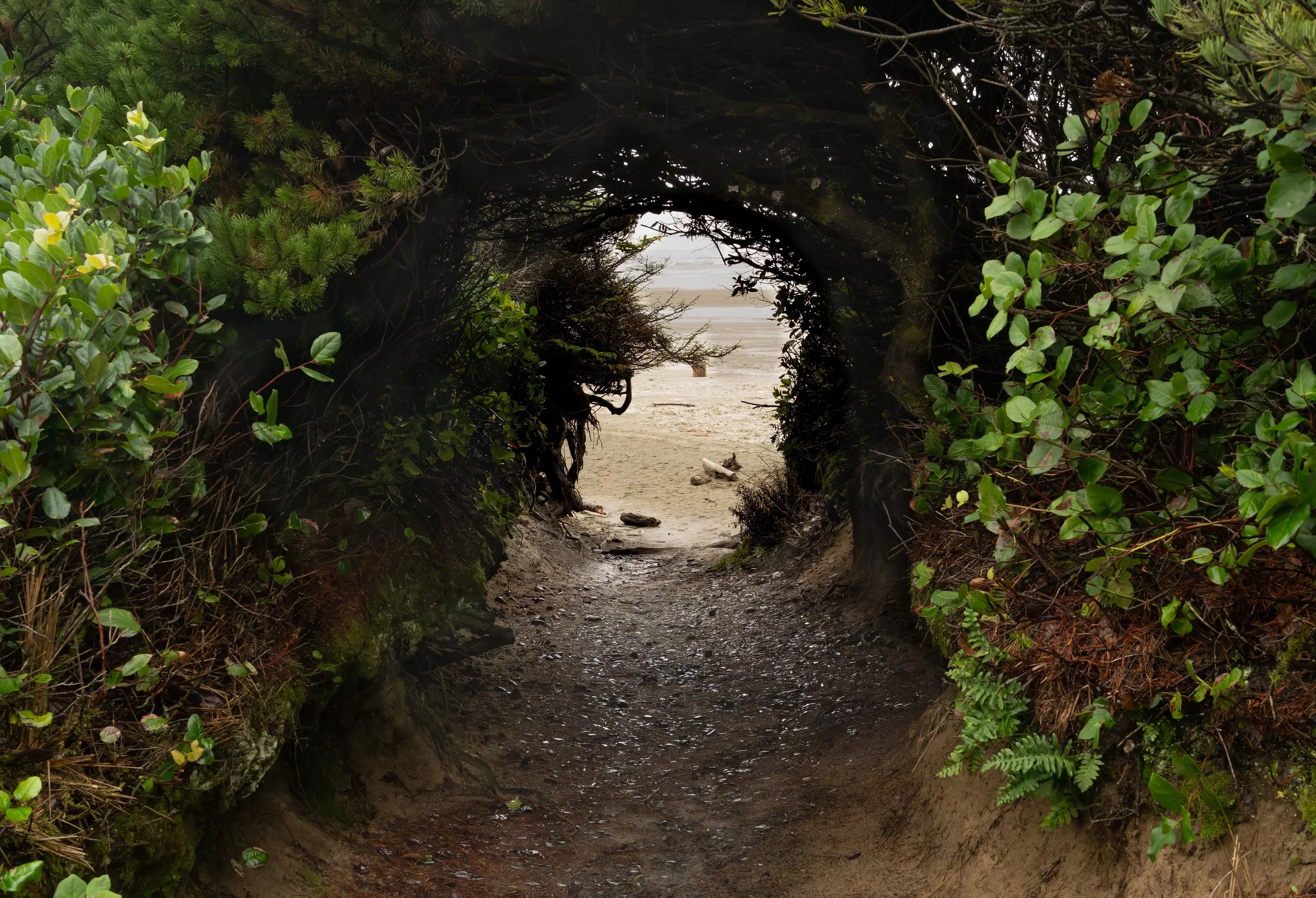 To the Beach.  Central Coast, Oregon US