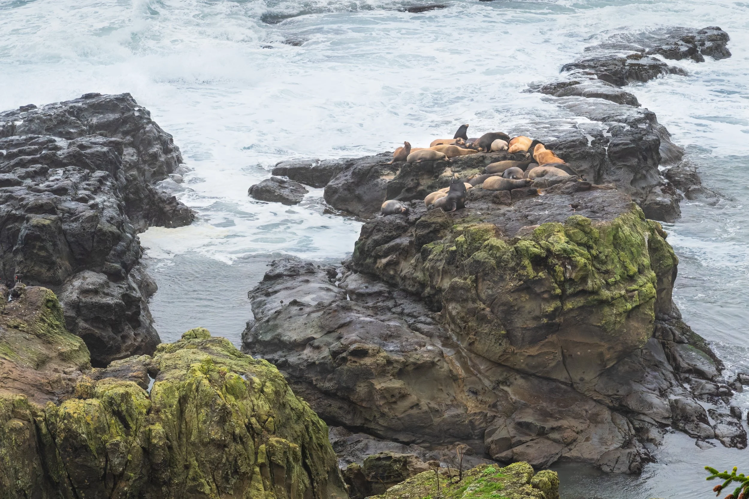 Sea Lions' Rock.  Central Coast, Oregon US
