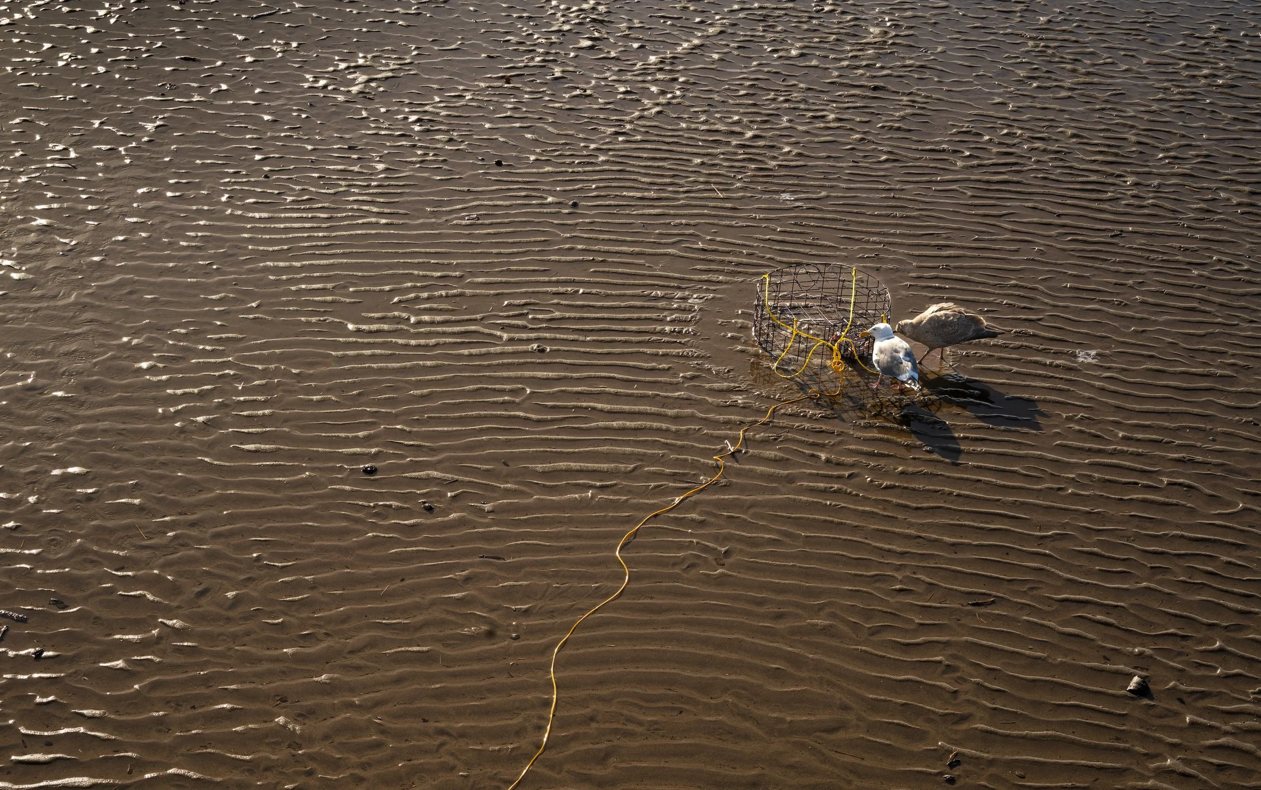 The Clean-up Crew.  North Siletz Bay, Lincoln Oregon US