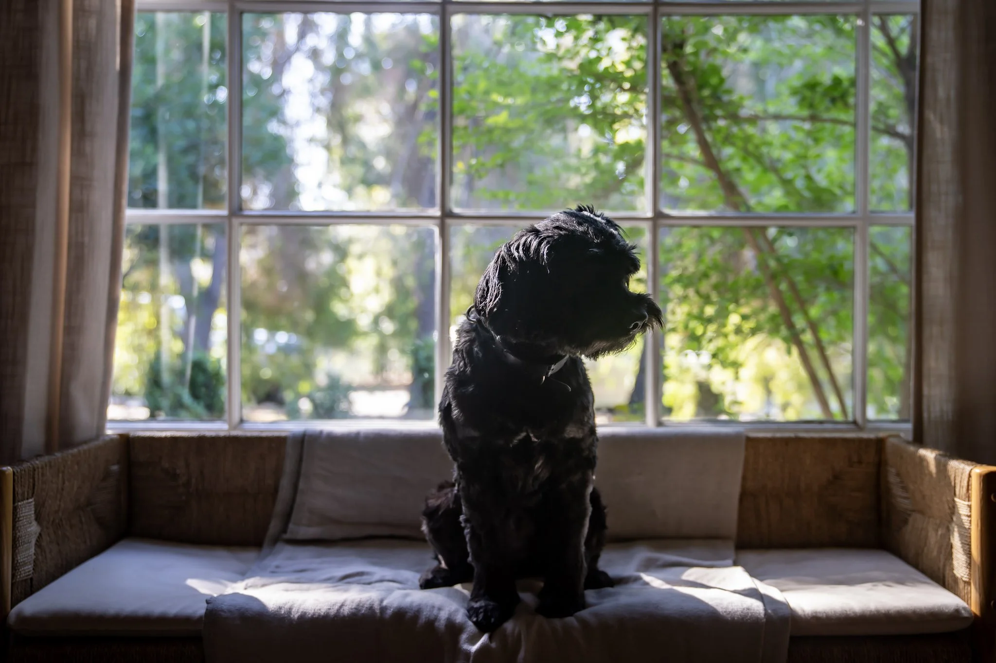 Pepper, Celia Howen Dog, Career Values Consulting, Counseling, Coaching