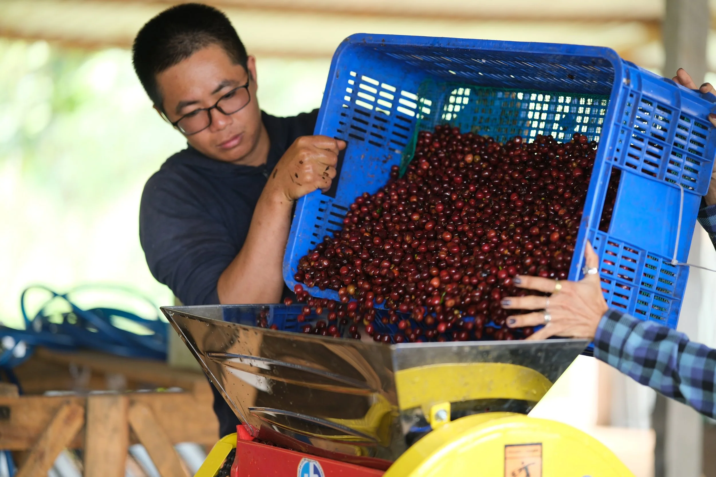 Person pouring a basket of red coffee cherries into a machine for processing.