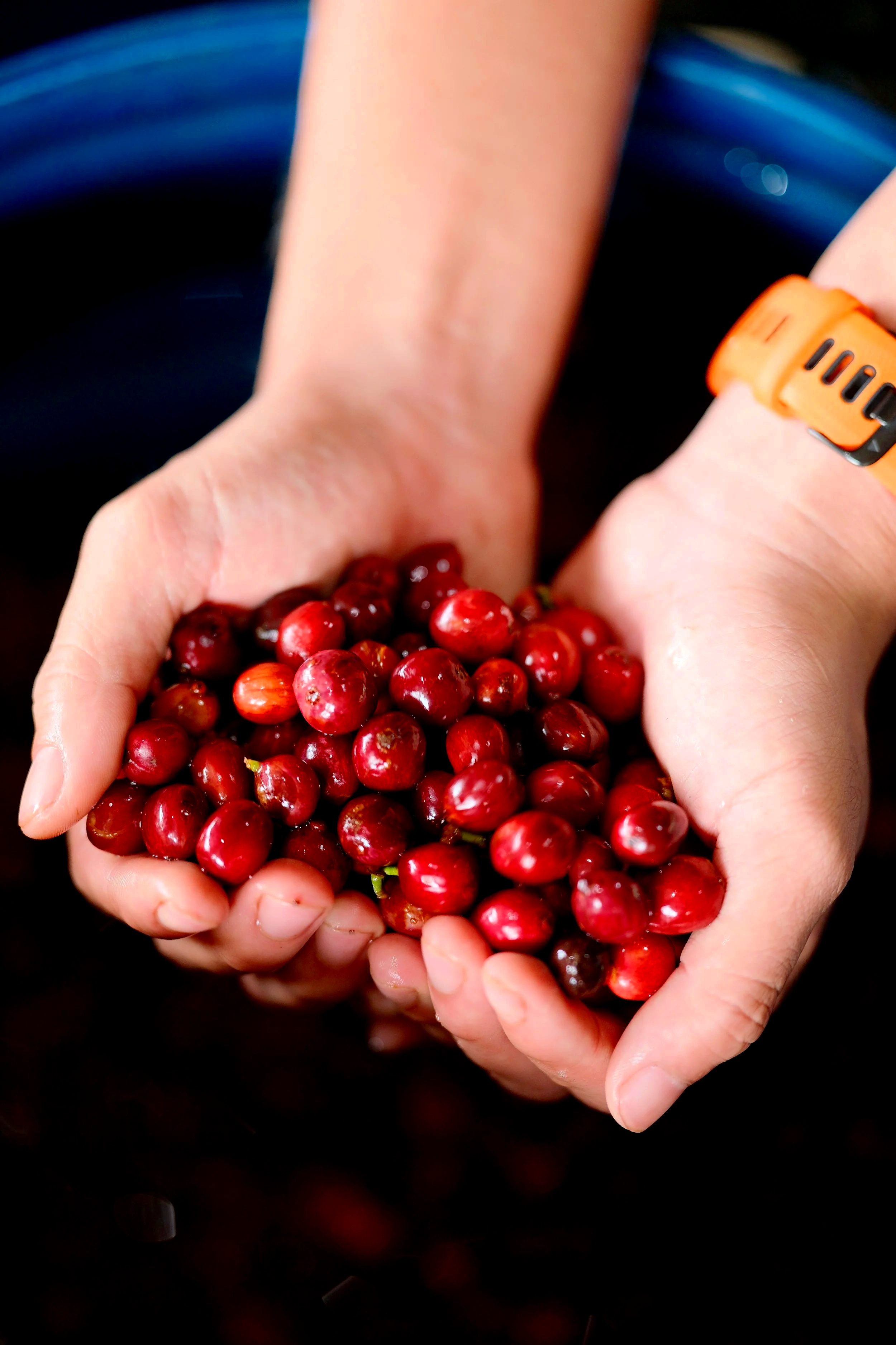 Person holding fresh red and purple grapes in hands with orange wristwatch, possibly during grape harvesting.