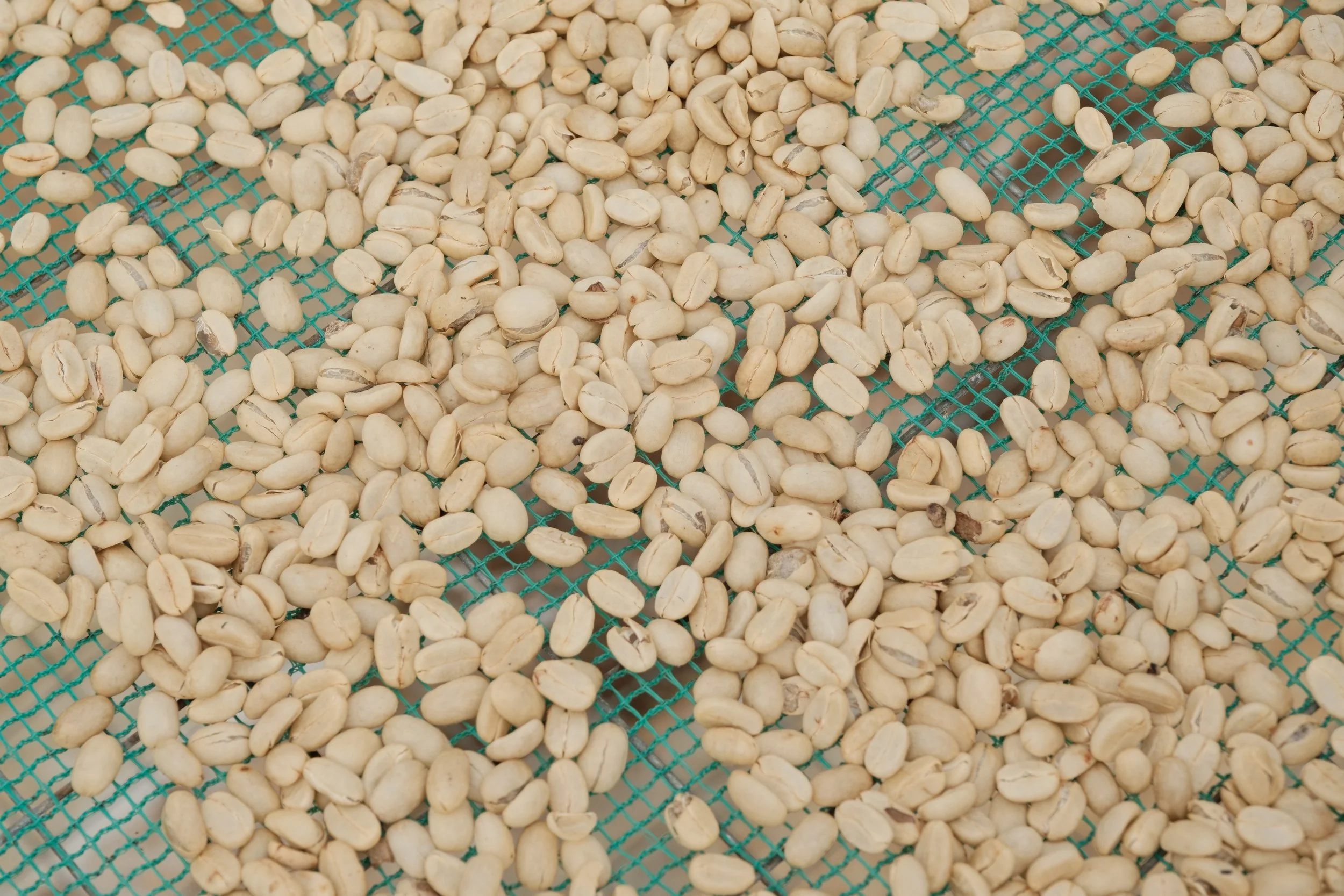 Uncloaked green coffee beans drying on a green wire mesh.
