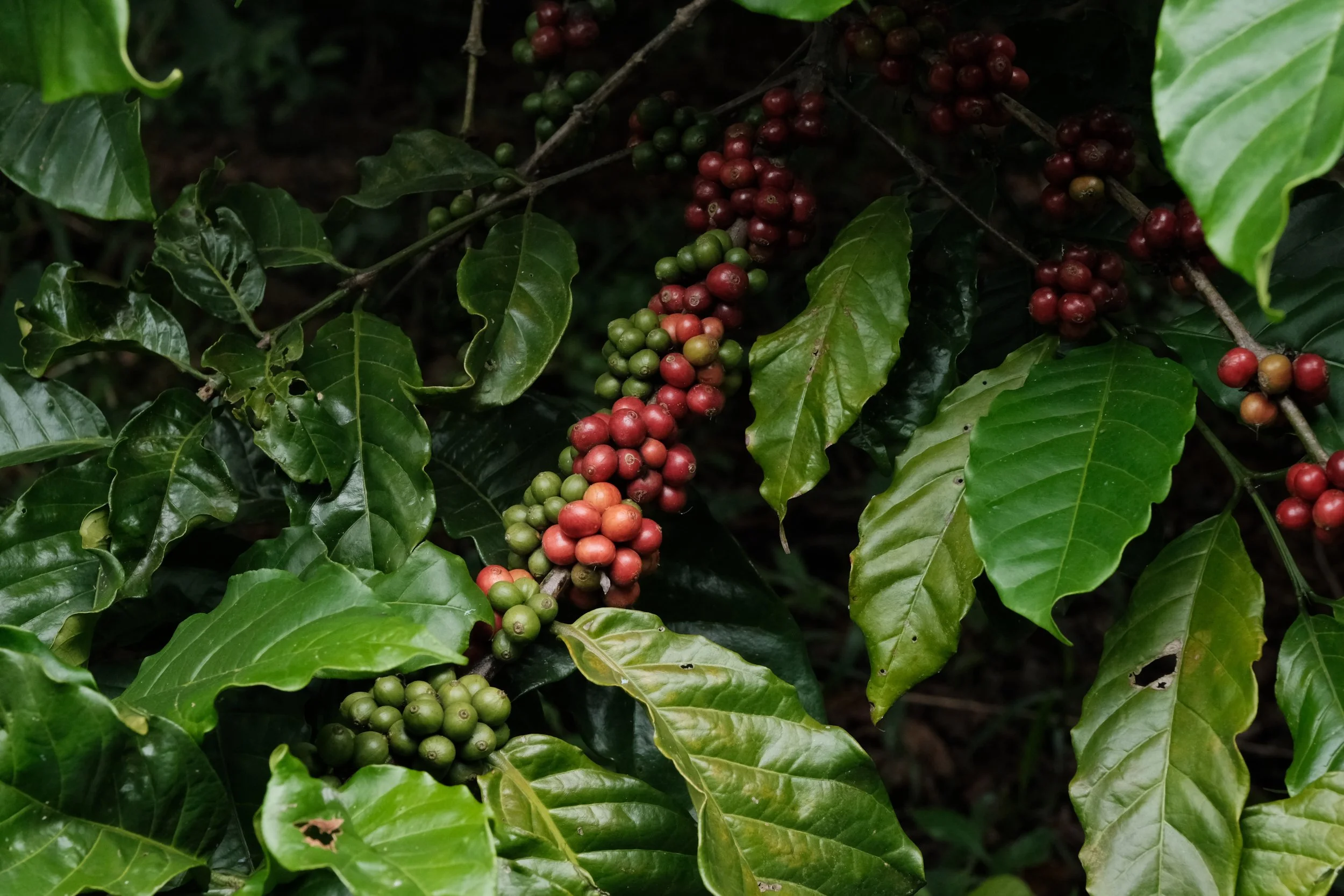 Coffee plant with clusters of green and red coffee cherries among glossy green leaves.