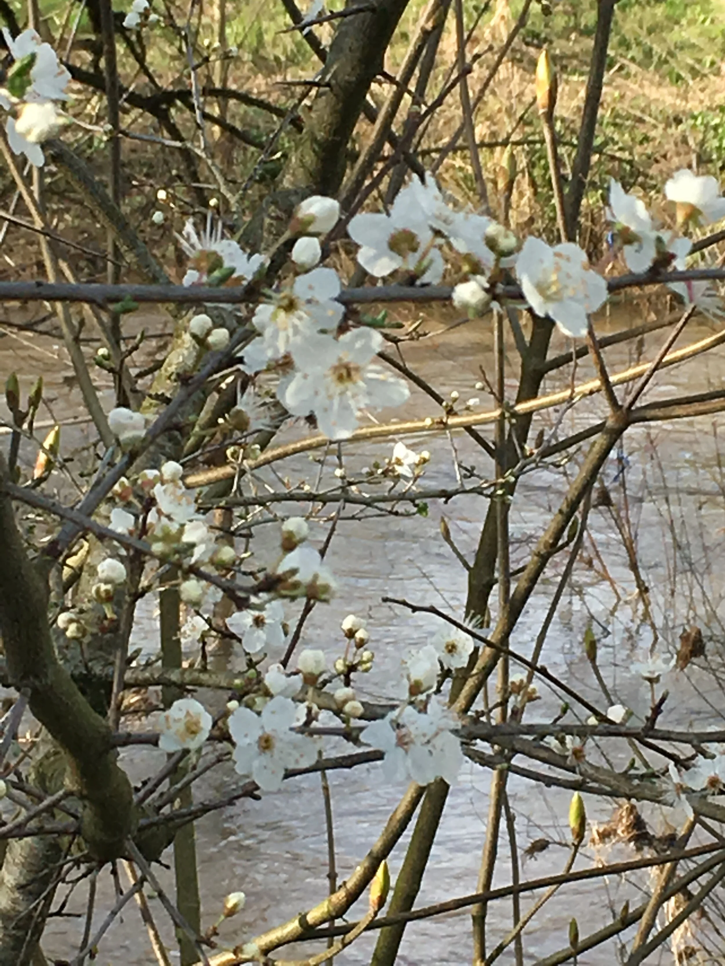 Setting Goals is an Ongoing Practice of Beginning Again and Again and Again