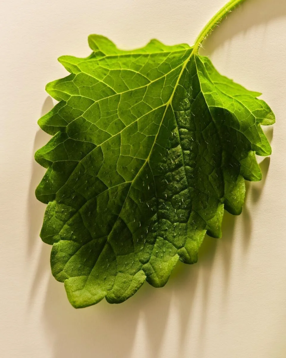 Studio_AGZ_NextGen_Ingredients_52025_Shot4_LemonBalm_0091_A.jpg