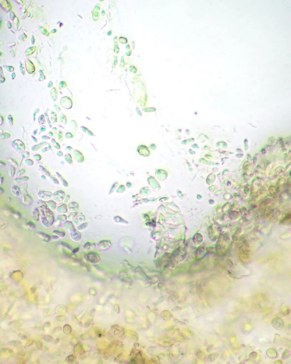 AG1_Probiotics_0068_A.jpg