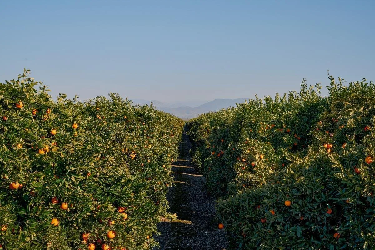 25005_FarmToLabel_CitrusFarm_Still_909.jpg