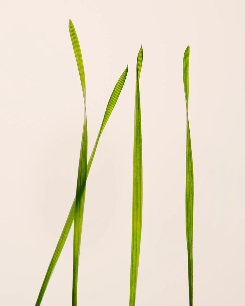 AG1_Wheat_Barley_Alfalfagrass_2023_034_F.jpg