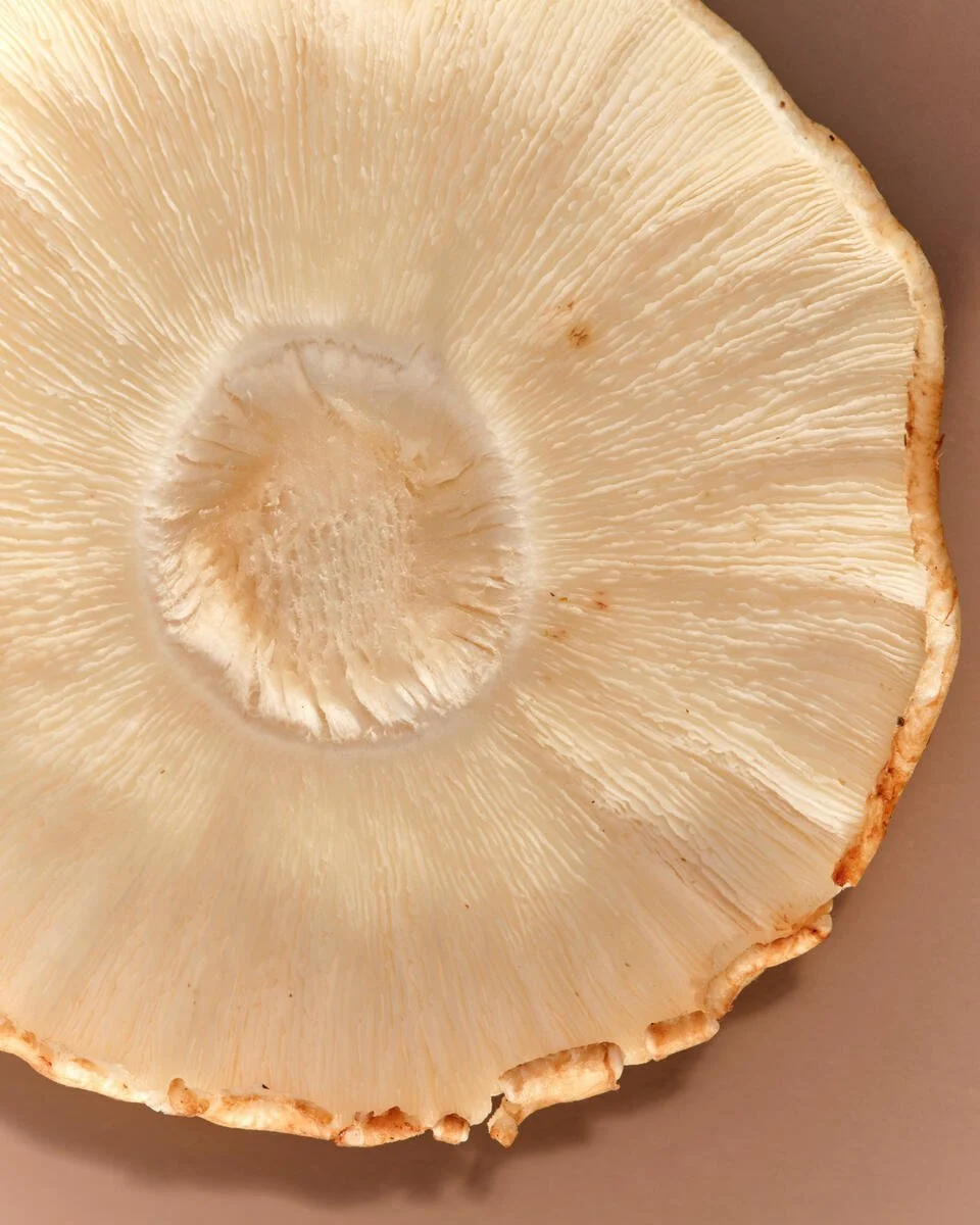 AG1_Shitake_2023_023_A.jpg